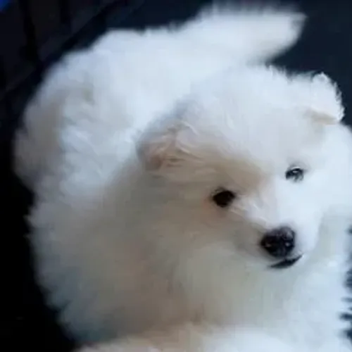 Samoyeda,Samoyeda Filhote Selecionado Alta Procedência