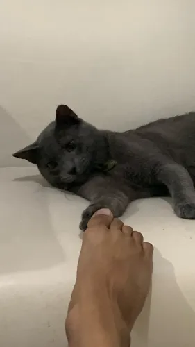 Gato pra adoção