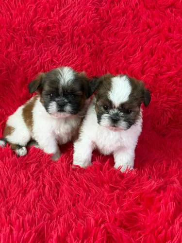 Shih Tzu mini Filhotinhos meninos super fofos ac cartão 