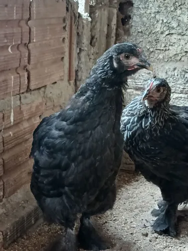 Pintos brahma disponível 