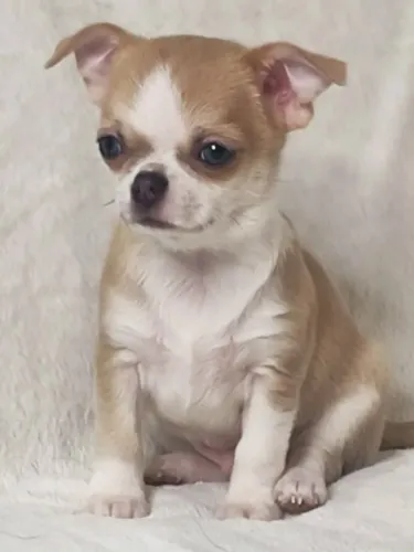 Chihuahua especial para alegrar seus dias