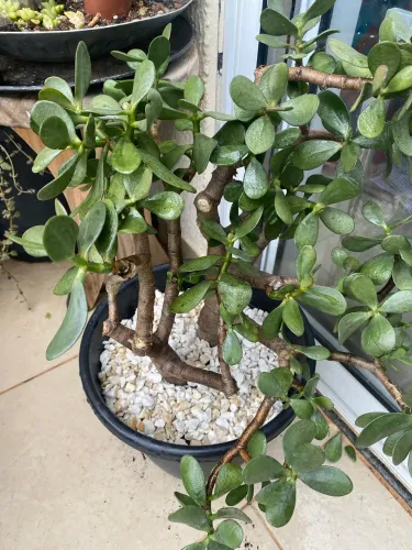 Suculenta jade grande 