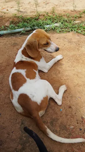 Bigo com americano 