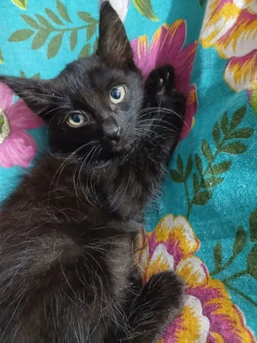 Adoção gatos