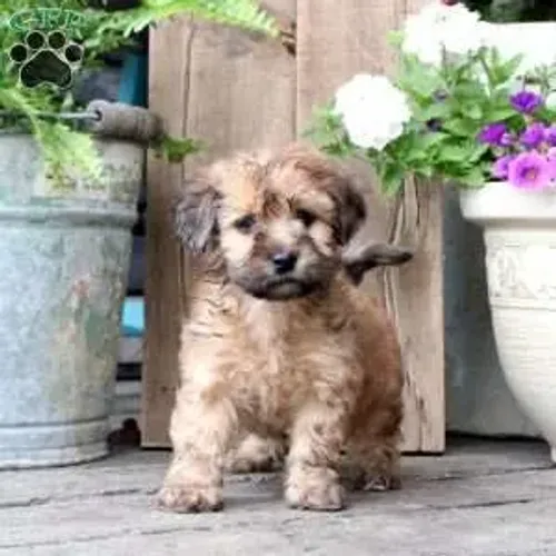 poodle com shitzu
