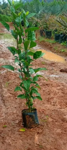 Mudas de hibisco grandes