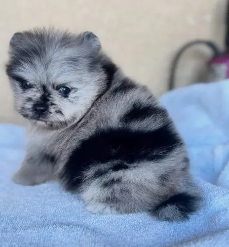 Spitz Alemão Anão (Lulu da Pomerânia) com Pedigree CBKC e Microchip
