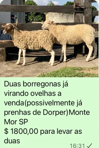 Carneiras Ovelhas Borregas