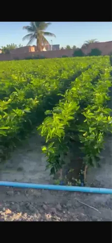 Vende-se Mudas de Laranja Qualidade 1°