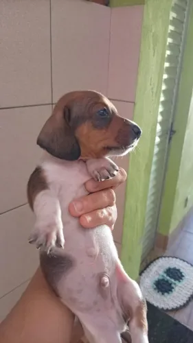 Basset Dachshund Exótico