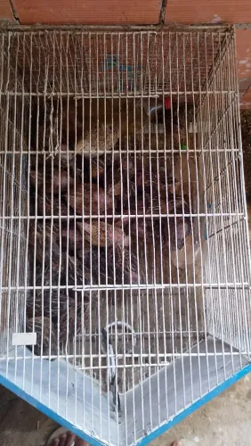 Codorna