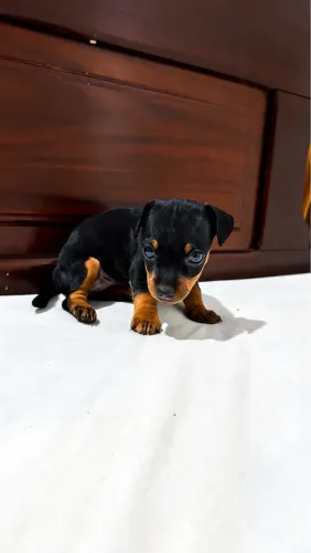 Pinscher fêmea
