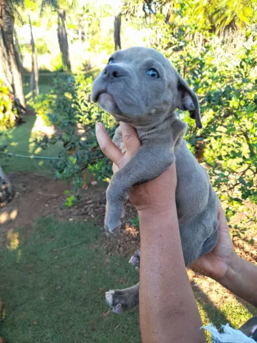 Pit Monster/Pit Bull.