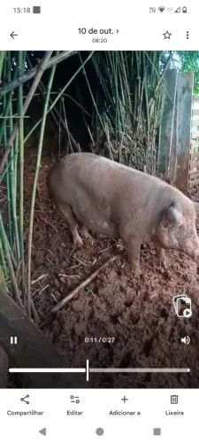 Vendo porca Nilo