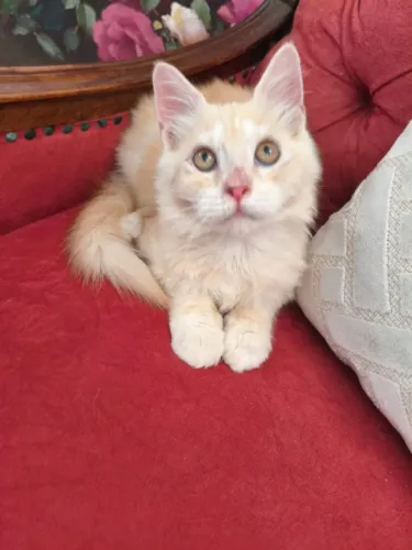 Maine Coon