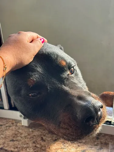 Cachorro