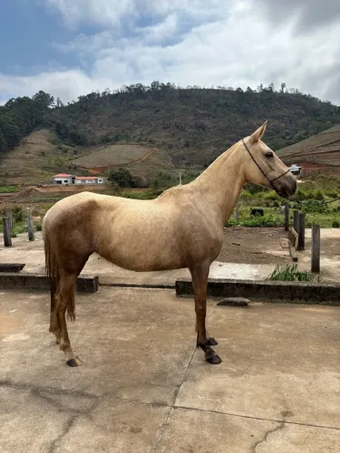 Egua MM Neta do Fator