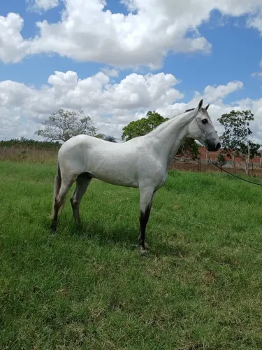 Cavalo mangalarga