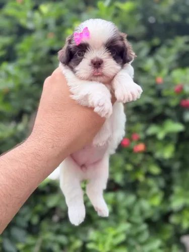 Shih Tzu fêmea chocolate com branco