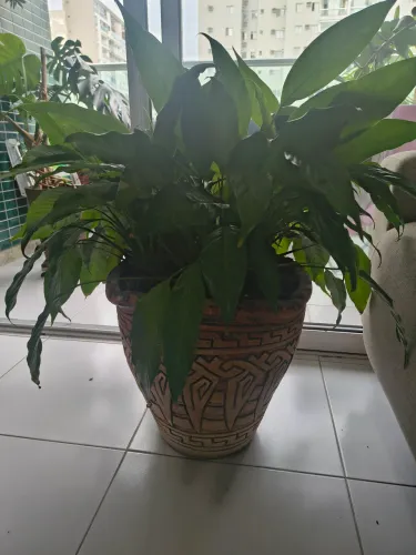 Plantas - Vendo!!