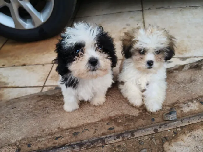 Lindos Filhotes de Shih Tzu Puro - 70 Dias (Macho e Fêmea)