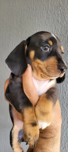 Macho arlequim blue dachshund salcichinha