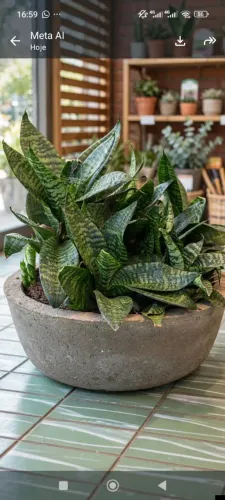 Planta