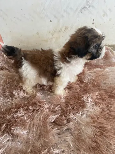 Shih tzu macho