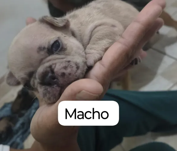 Filhotes de bulldog francês