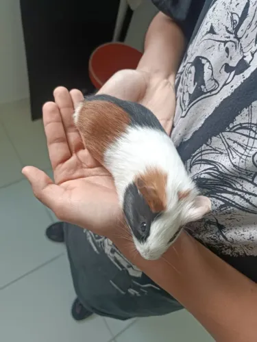 Filhote de Porquinho da índia a venda apenas R$ 50,00