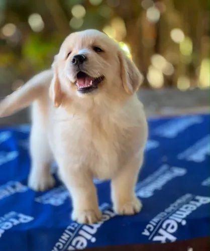 Golden Retriever filhote Macho - Com Pedigree - Dividimos no Cartão