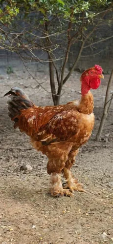 Frango Reprodutor 1 Ano - Índio Gigante com Pescoço Pelado