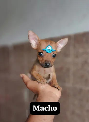 Pinscher com 50 dias vacinados 
