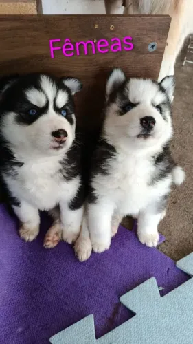 Filhotes de cachorro Ruskie Siberiano 