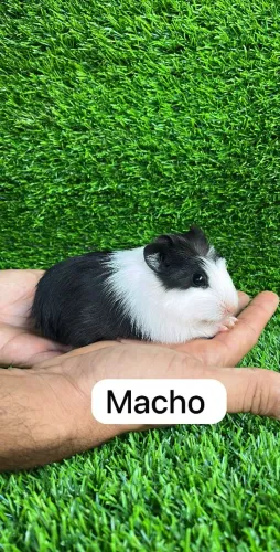 Porquinho da india