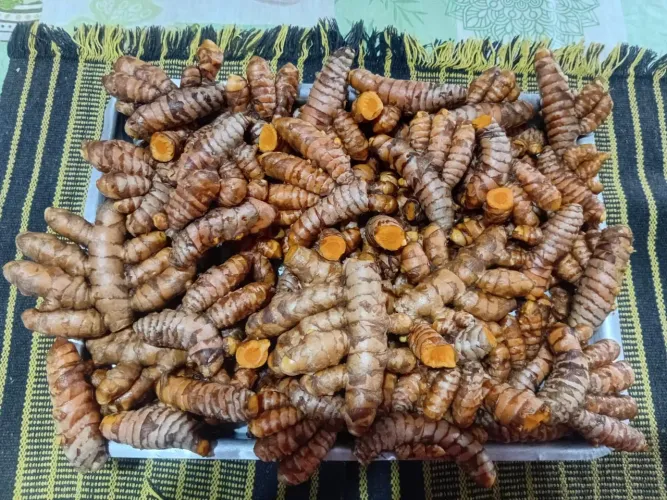 Vendo Açafrão da Terra Raiz.