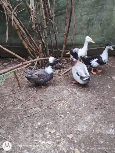 Casal de marrecos de pom pom