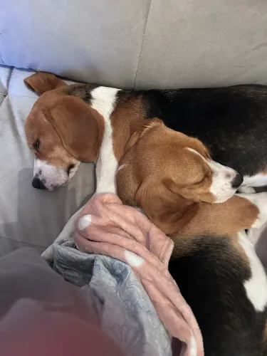 Doação de casal de BEAGLE