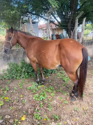 Égua à venda