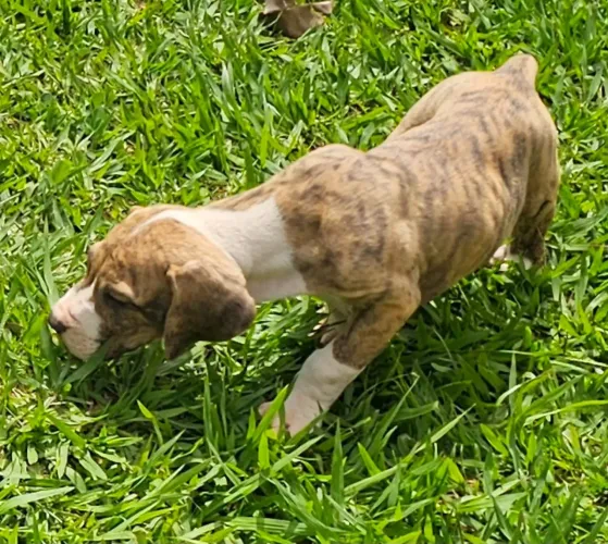 FILHOTES DE FILA BRASILEIRO