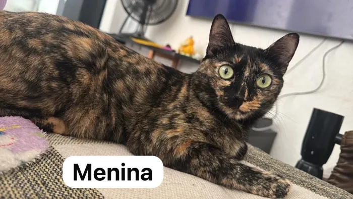 URGENTE | Doação responsável de gatos