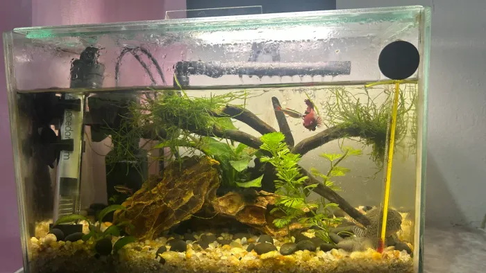 Aquário Plantado 10L Completo - Filtro, Aquecedor, Luminária e Plantas