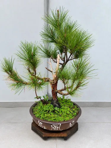 Bonsai pinheiro negro - herdado de família