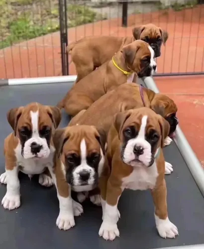 Filhotes De Boxer - Esses Filhotes Podem Derreter Seu Coração