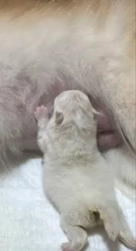 Filhotes de Lulu da pomerania