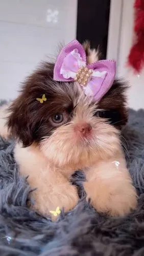 Super lindinha! Shih tzu fêmea branca e chocolate