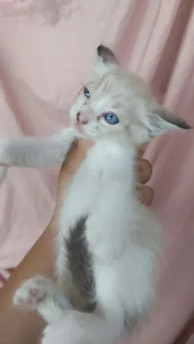 Gatinhos Disponíveis Para Adoção