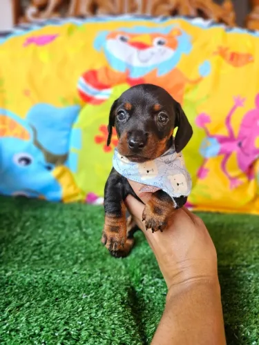 Cachorro filhote saudável Teckel/Dachshund/Salsicha/Salsichinha/Basset/Cofap