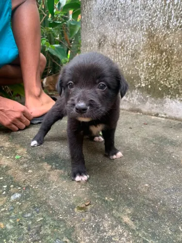 Cachorrinhos para doação 