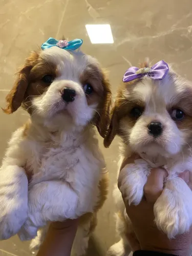 Cavalier king charles pedigree cbkc